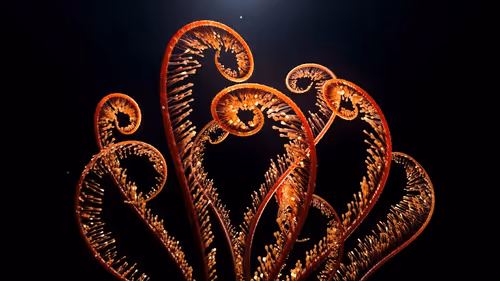 Item #79000001 Media