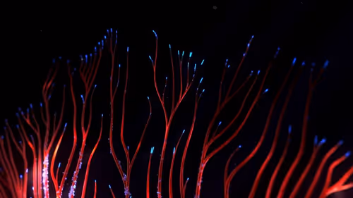 Item #81000001 Media