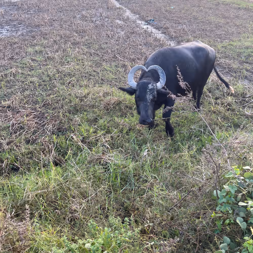 Heart-horned Water Buffalo