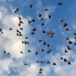 Pidgeons