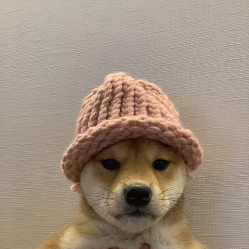 ACHI, THE DOG WIF HAT