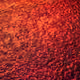 559