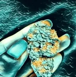 TetraBud