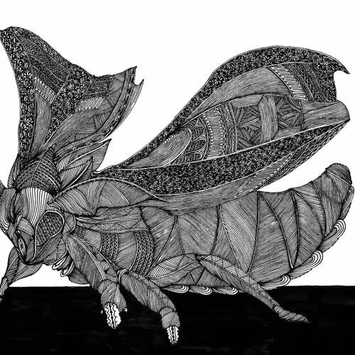 detailed drawing insect