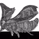 detailed drawing insect