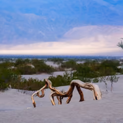 Spider Tree 