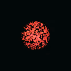 Orbs #69