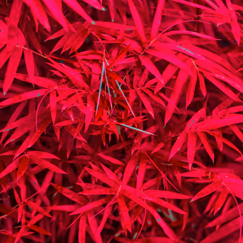 Aerochrome Africa Making the Invincible Visible