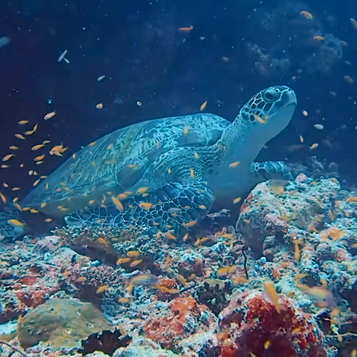 Turtlefrnds