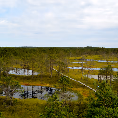 Bog In Estonia