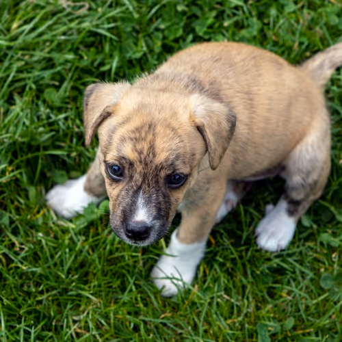 Puppies Unchained V2