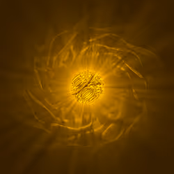 77