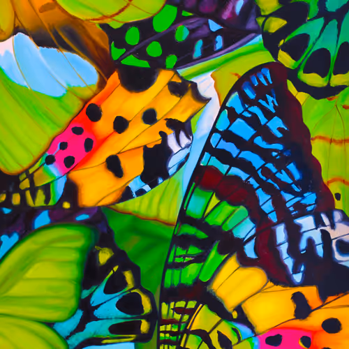 Butterfly Effect Lrh5waivfi