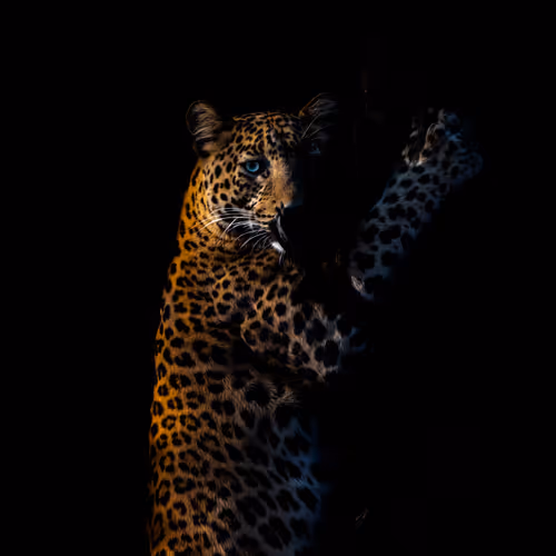Wildlife & Nature V2