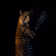 Wildlife & Nature V2