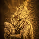  Sacred Spirit 030