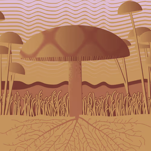 Dirt Founder