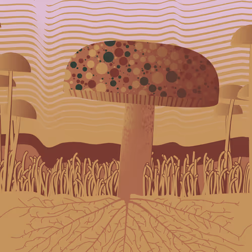 Dirt Founder