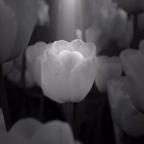 The Gothic Side Of Nature