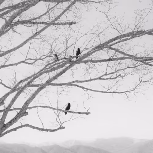 The Gothic Side Of Nature