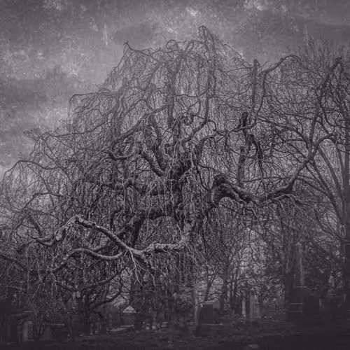 The Gothic Side Of Nature