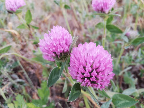 Yukinobu Kurata Library V3