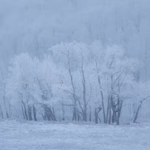 Woodland Walks