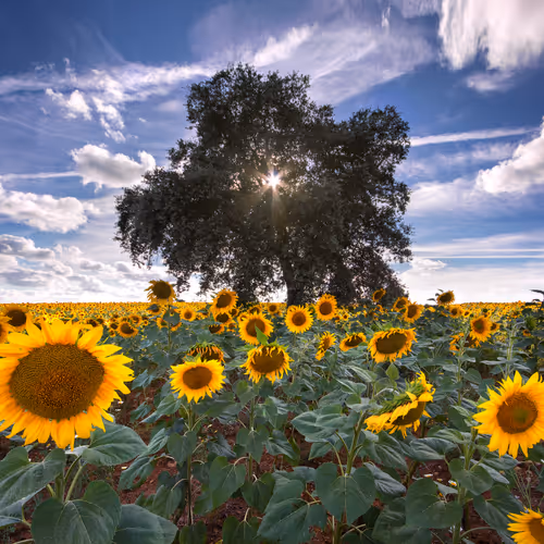 A Glimmer of Hope V2