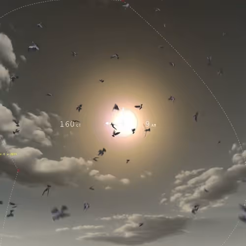 9 am 160 birds