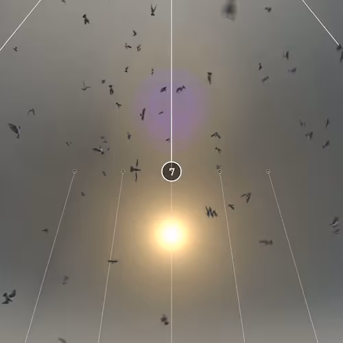 4 pm 255 birds