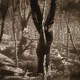 Ink Wash Grove  Gold