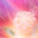 Vegetation Flowers Leaves  Grasses Fruits Plants