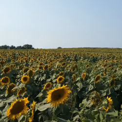 Sunflowers