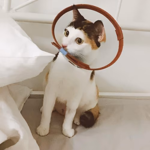kitty 