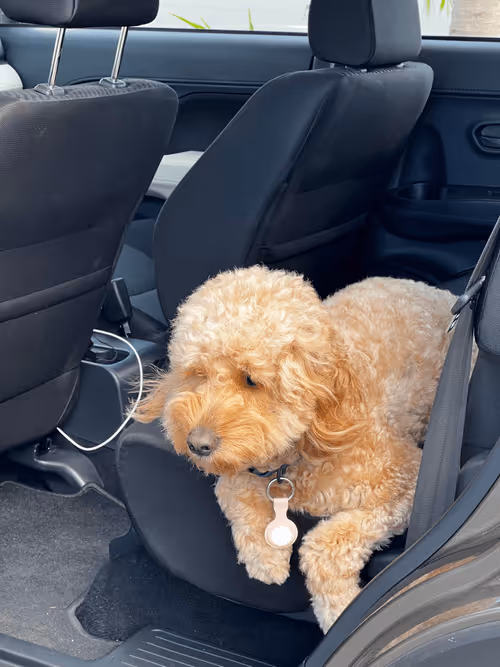 Item #454727514413614905 Media