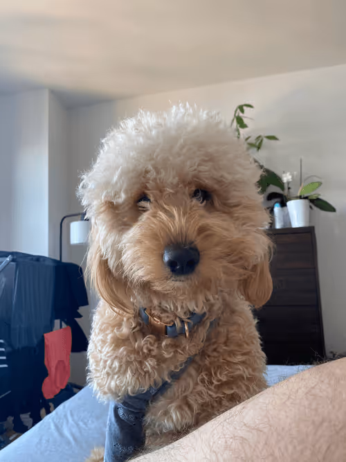 Item #428803658553616070 Media