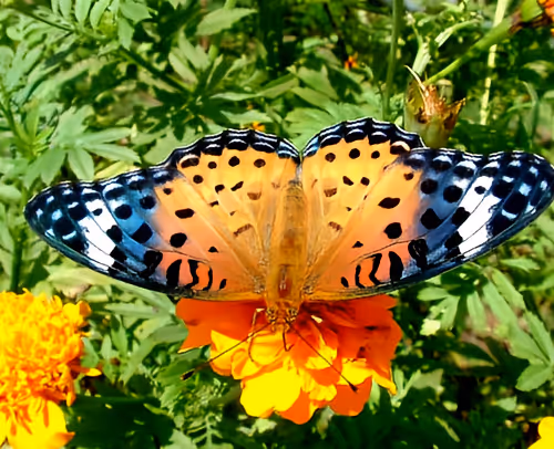 Schmetterlinge/Vögel