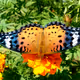 Schmetterlinge/Vögel