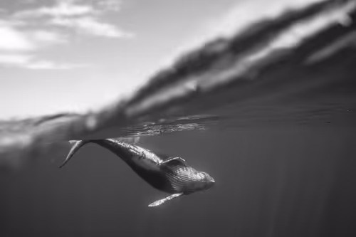 Item #2 Media