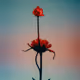 Red Soul Touches