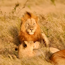 Pride