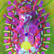 20005