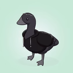 Honk #906