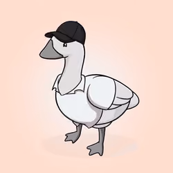 Honk #3330
