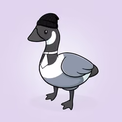 Honk #2559