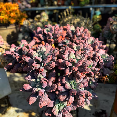 Echeveria (Bò khô)
