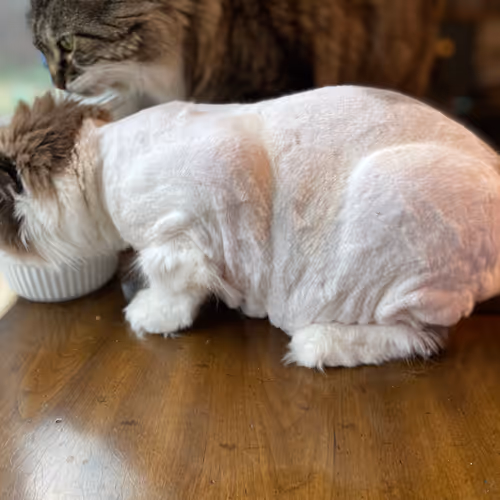 Testcats V2