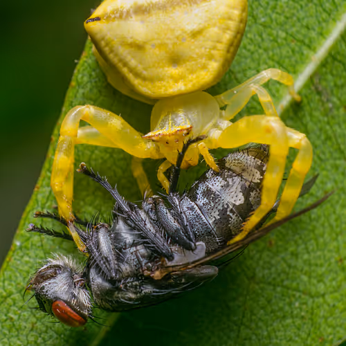 Predator and Prey V2