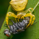 Predator and Prey V2
