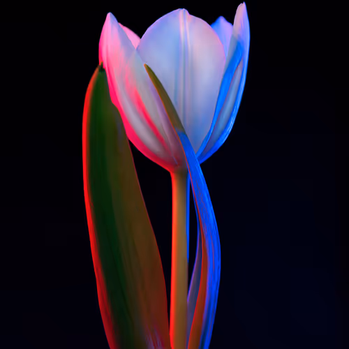 Hues of the Netherlands